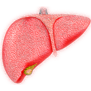 liver, hepatic, organ-4081243.jpg