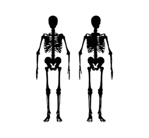 skeleton, body, human-2883761.jpg