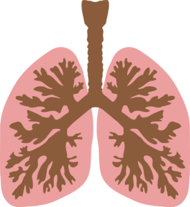 windpipe, airway, lungs-149762.jpg